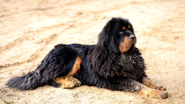Tibetan Mastiff - Steckbrief, Pflege, Ernährung & Haltung - WaldiBello
