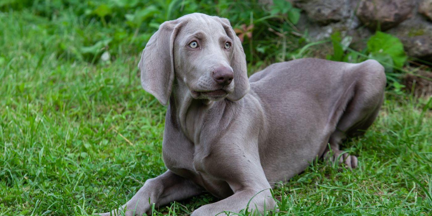 Weimaraner - Steckbrief, Pflege, Ernährung & Haltung - WaldiBello