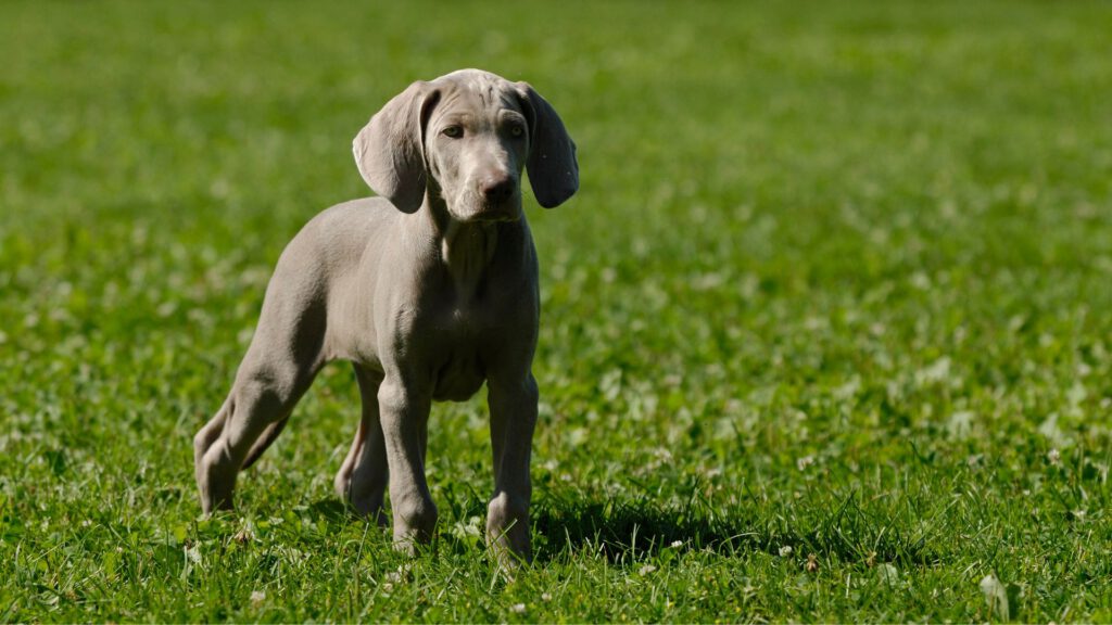 Weimaraner - Steckbrief, Pflege, Ernährung & Haltung - WaldiBello