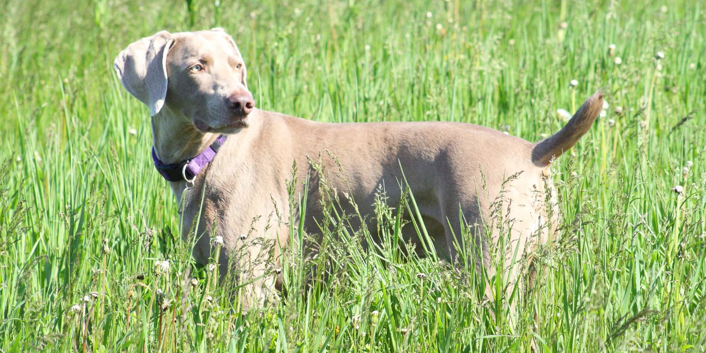 Weimaraner - Steckbrief, Pflege, Ernährung & Haltung - WaldiBello