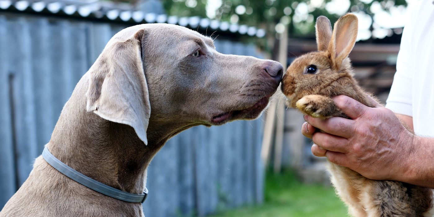 Weimaraner - Steckbrief, Pflege, Ernährung & Haltung - WaldiBello