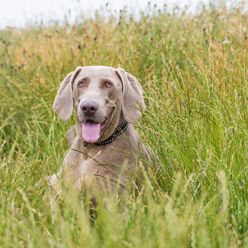 Weimaraner - Steckbrief, Pflege, Ernährung & Haltung - WaldiBello