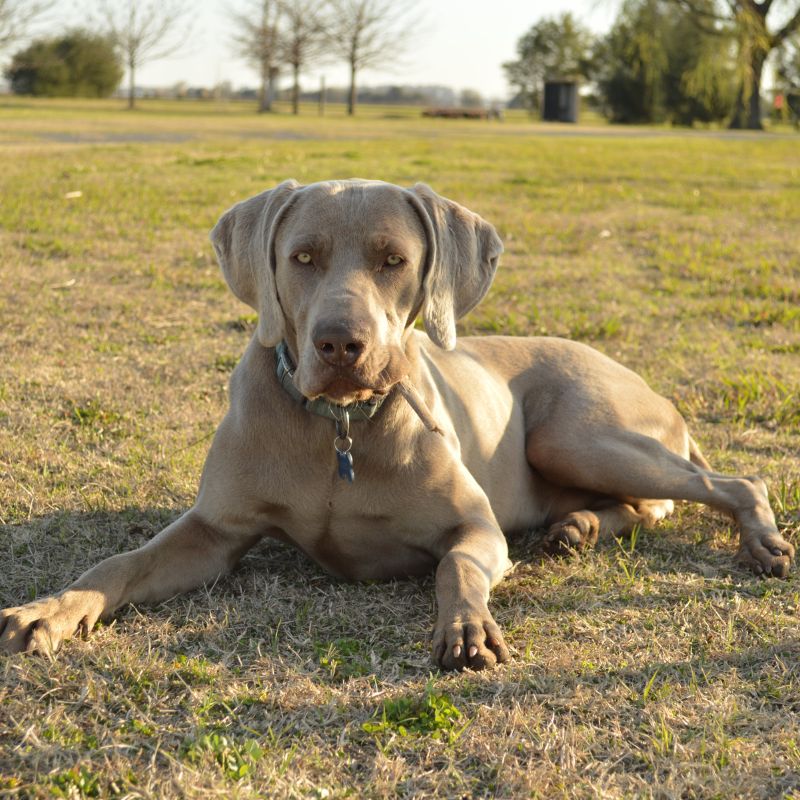 Weimaraner - Steckbrief, Pflege, Ernährung & Haltung - WaldiBello