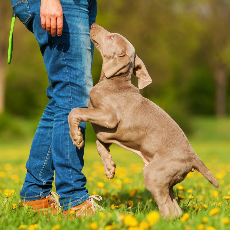 Weimaraner - Steckbrief, Pflege, Ernährung & Haltung - WaldiBello