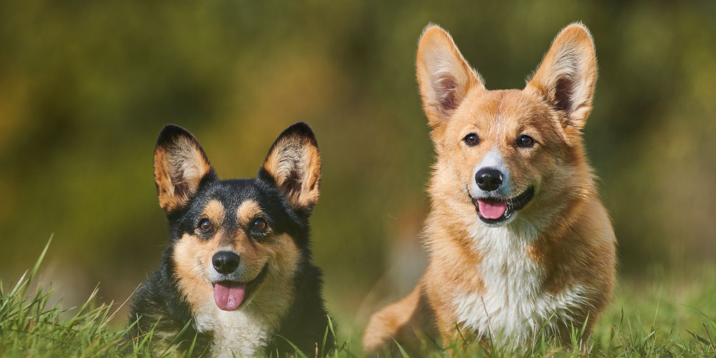 Welsh Corgi Pembroke - Steckbrief, Pflege, Ernährung & Haltung - WaldiBello