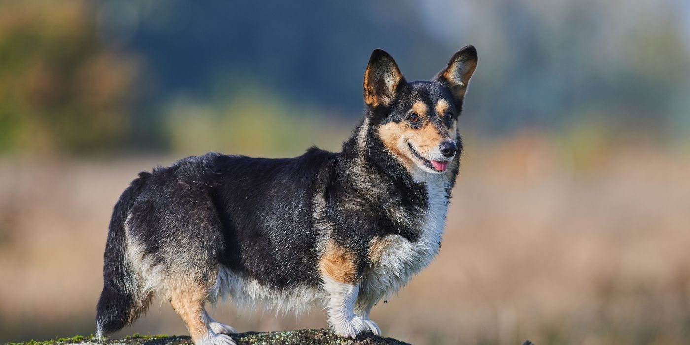 Welsh Corgi Pembroke - Steckbrief, Pflege, Ernährung & Haltung - WaldiBello