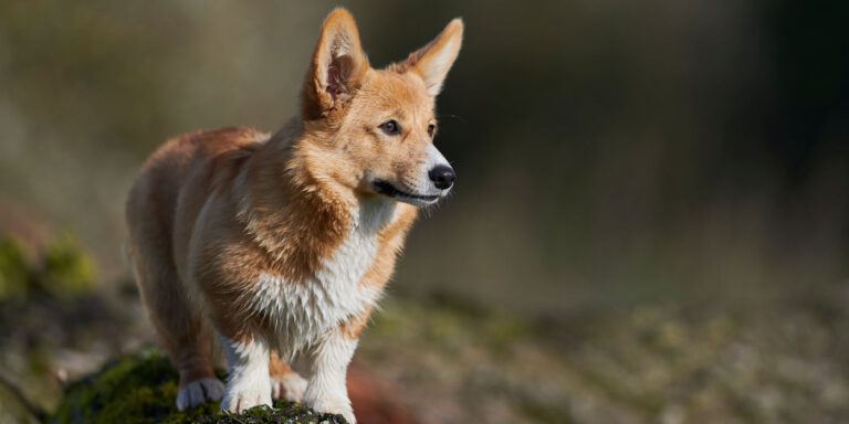 Welsh Corgi Pembroke - Steckbrief, Haltung und Pflege