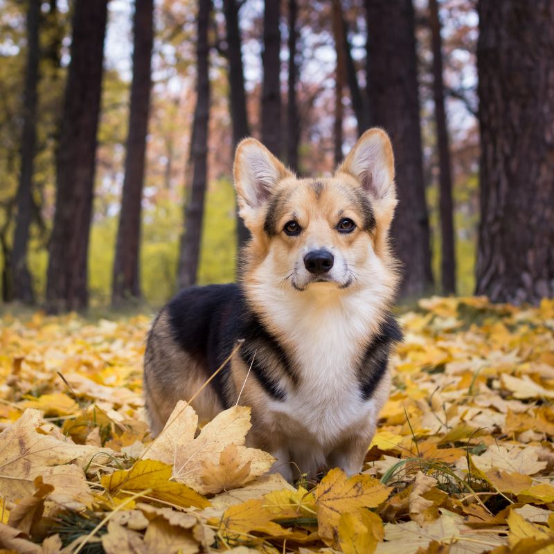 Welsh Corgi Pembroke - Steckbrief, Pflege, Ernährung & Haltung - WaldiBello