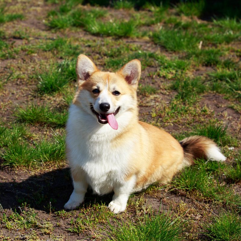 Welsh Corgi Pembroke - Steckbrief, Pflege, Ernährung & Haltung - WaldiBello