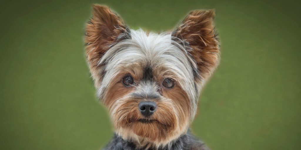 Yorkshire Terrier - Steckbrief, Haltung, Herkunft Und Pflege