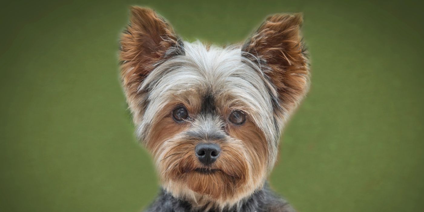 Yorkshire Terrier - Steckbrief, Pflege, Ernährung & Haltung - WaldiBello