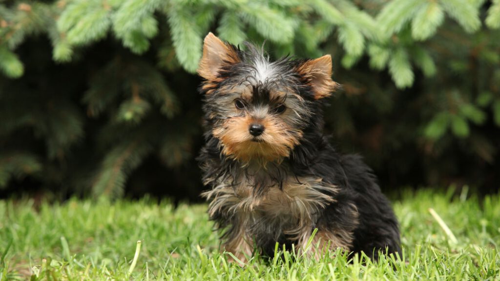 Yorkshire Terrier - Steckbrief, Pflege, Ernährung & Haltung - WaldiBello