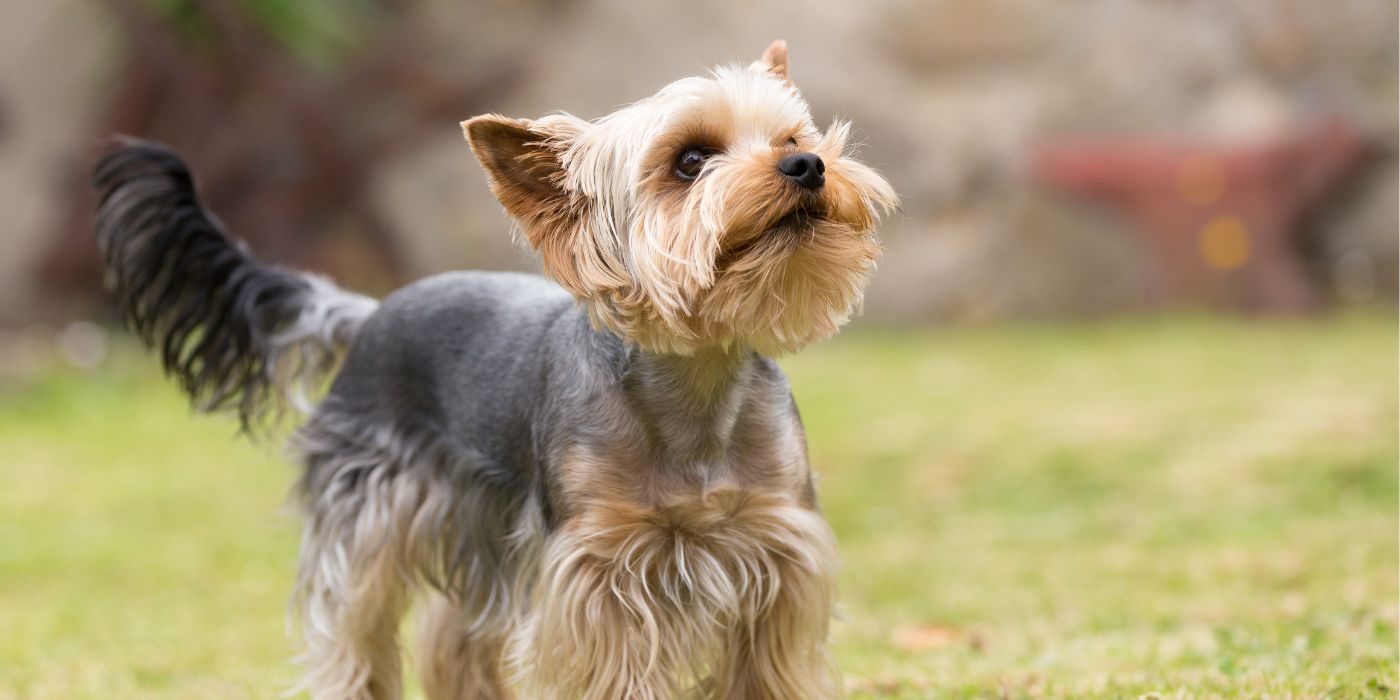 Yorkshire Terrier - Steckbrief, Pflege, Ernährung & Haltung - WaldiBello