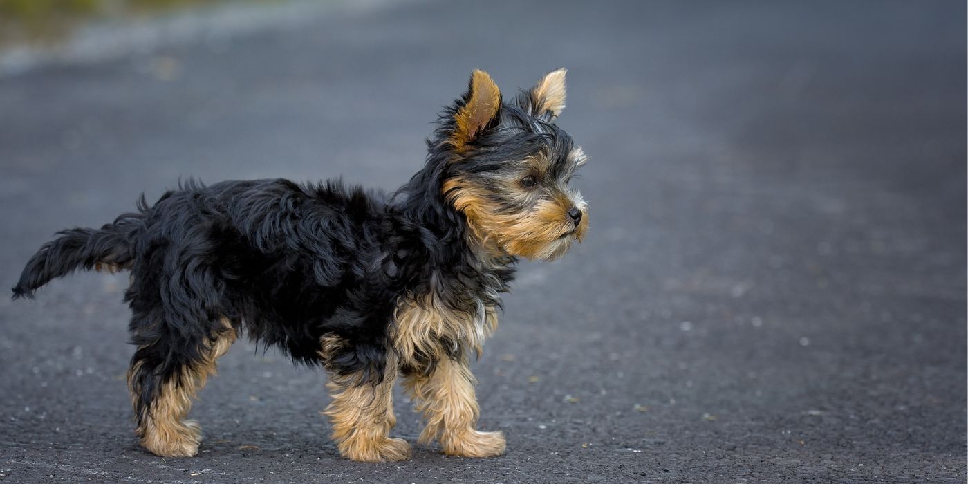 Yorkshire Terrier - Steckbrief, Pflege, Ernährung & Haltung - WaldiBello