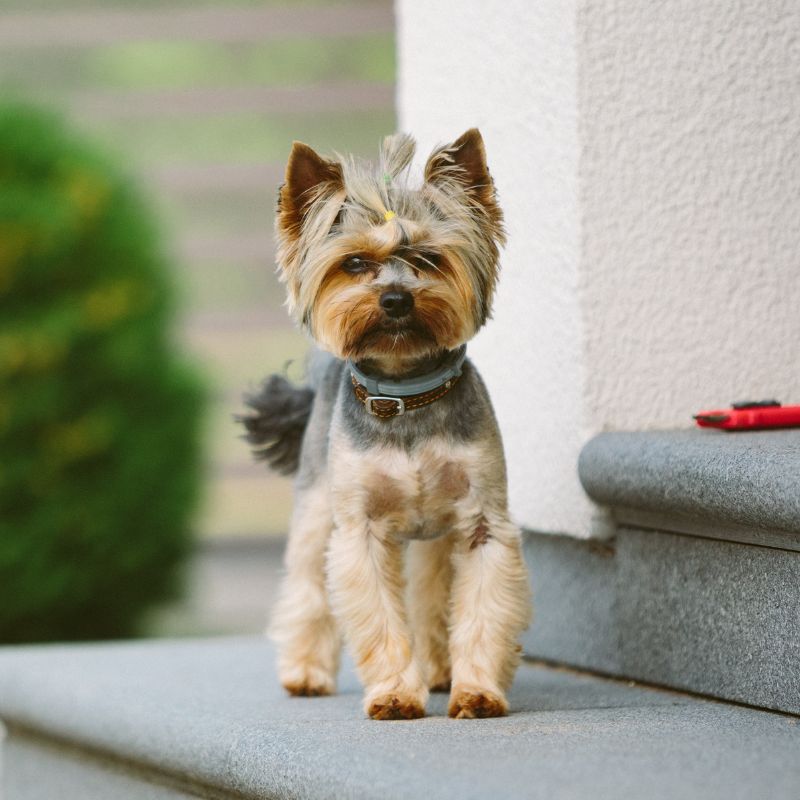 Yorkshire Terrier - Steckbrief, Pflege, Ernährung & Haltung - WaldiBello