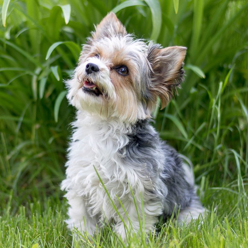 Yorkshire Terrier - Steckbrief, Pflege, Ernährung & Haltung - WaldiBello