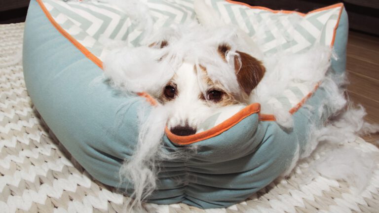 Zerstörungswut beim Hund - Tipps und Tricks - WaldiBello - Haustierblog