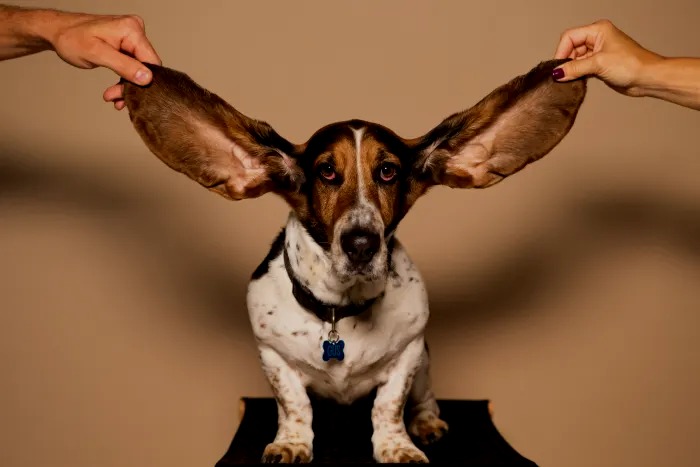 Basset Hounds