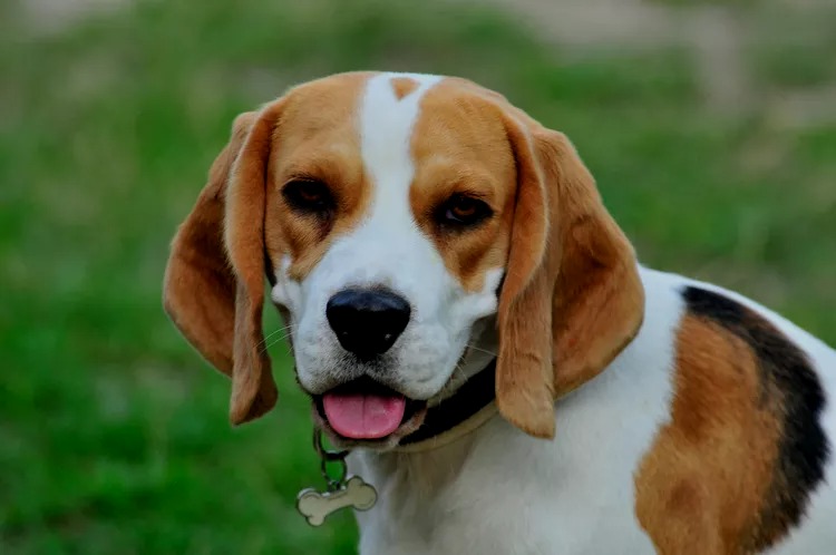 Beagle