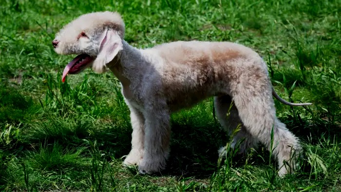 Bedlington Terrier