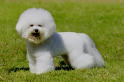 Bichon Frise