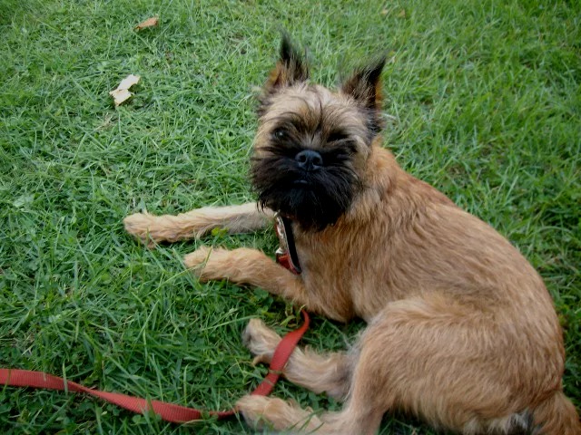 Brüsseler Griffon