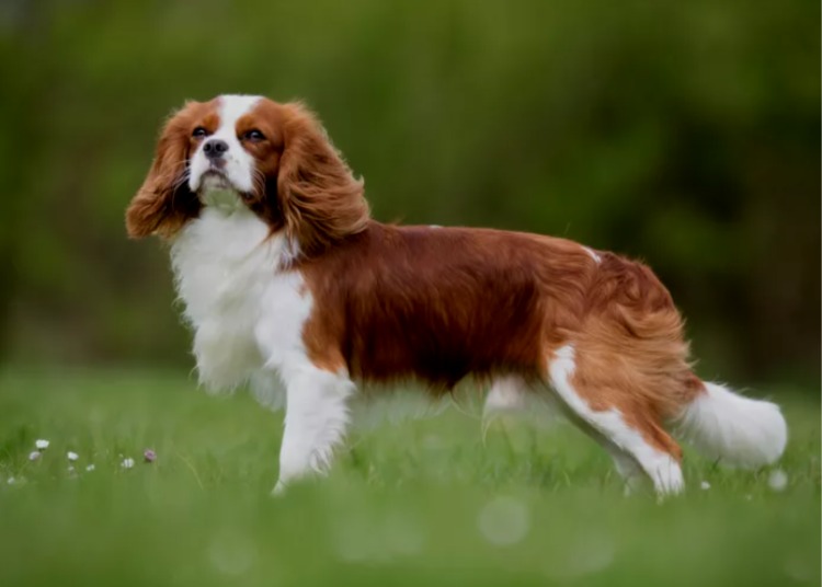 Cavalier King Charles Spaniel