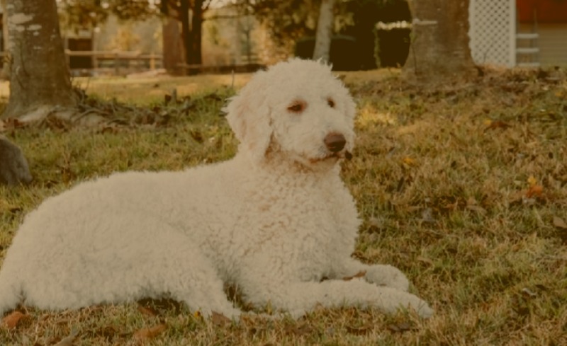 Goldendoodle-Hunderasse