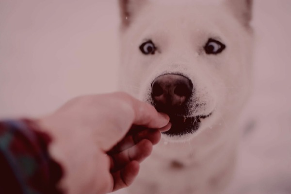 Hund mit ausreichend Omegas