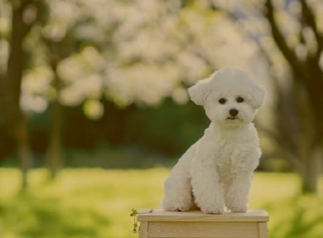 Hunderasse Bichon Frise