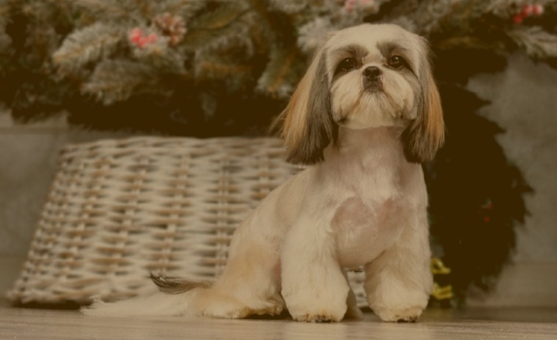 Hunderasse Shih Tzu