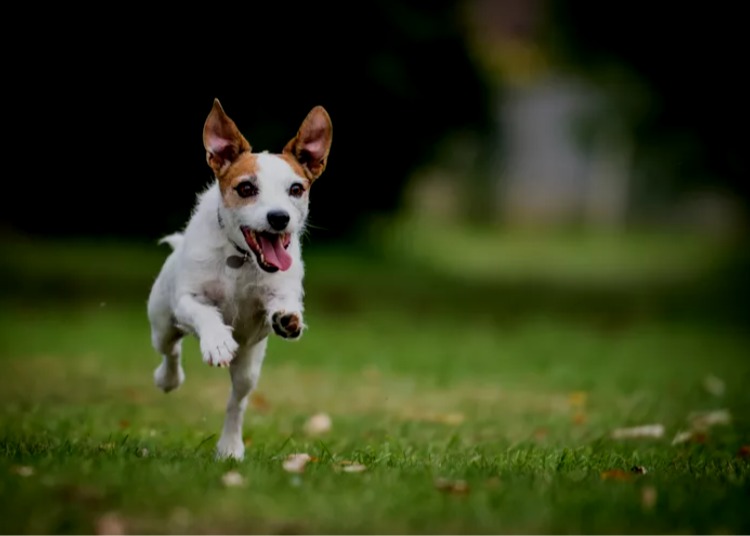 Jack Russell Terrier