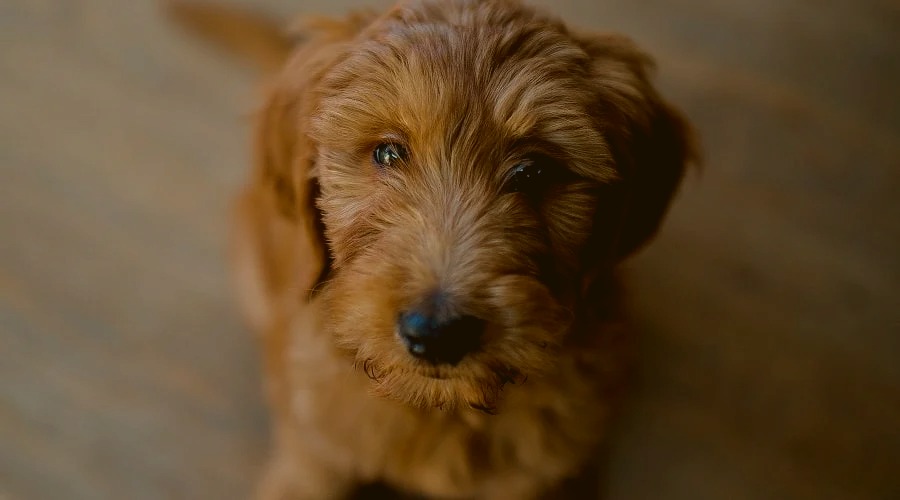 Mini-Goldendoodle