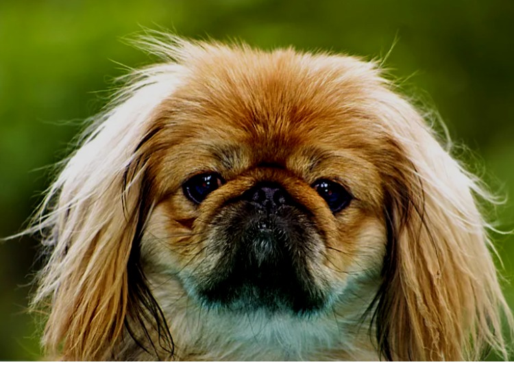 Pekinese