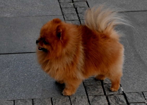 Pomeranian Hund Ausbildung und Übung