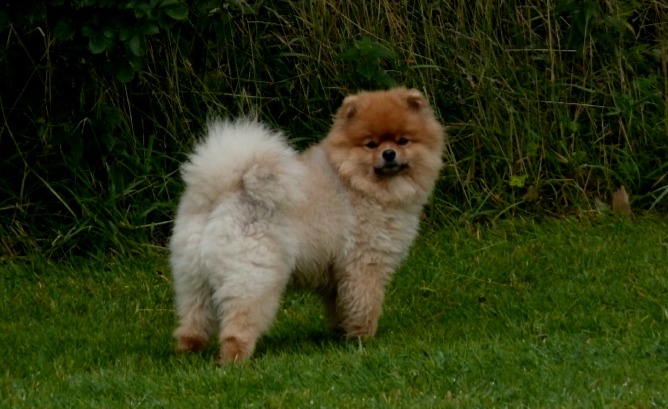 Pomeranian lebenserwartung