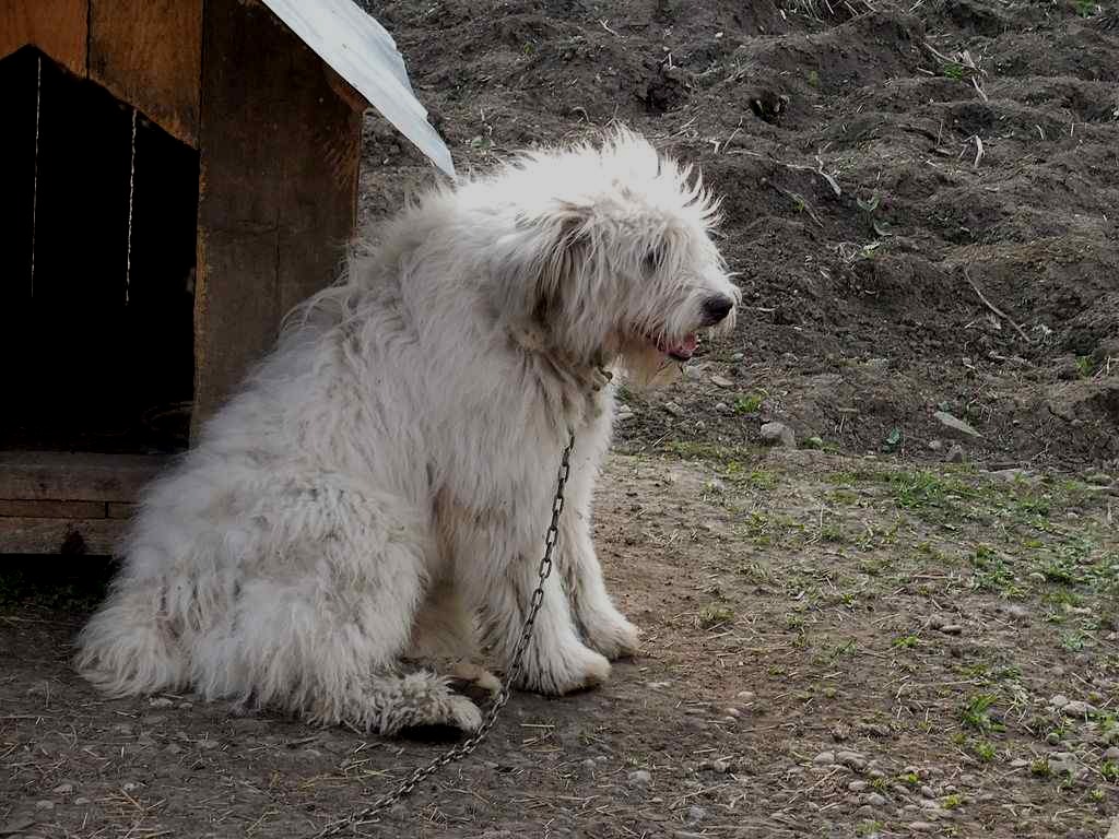 Rumänischer mioritischer Schäferhund