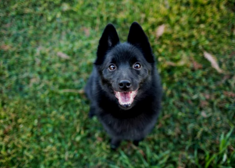 Schipperke