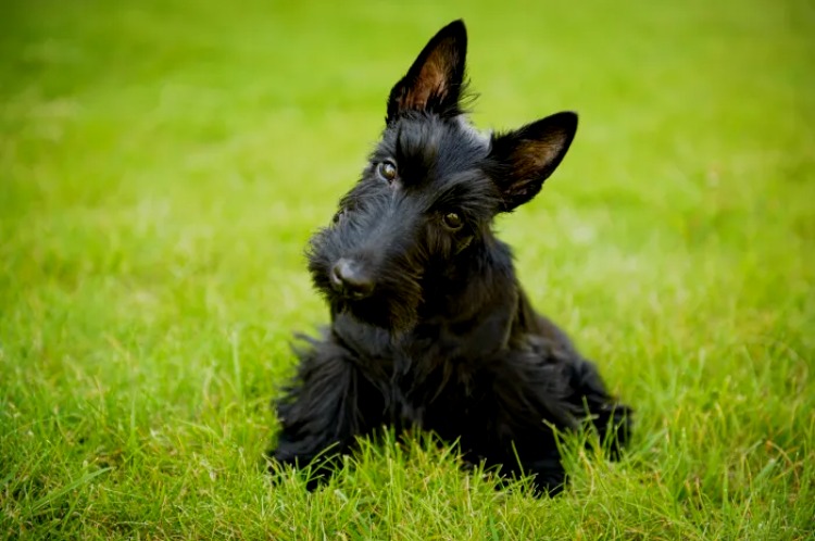 Schottischer Terrier