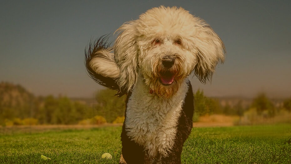 Sheepadoodle-Hunderasse