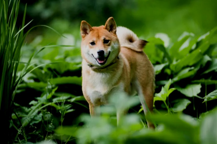 Shiba Inu