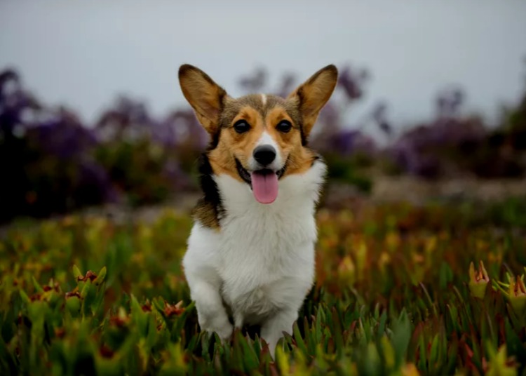 Welsh Corgi Pembroke