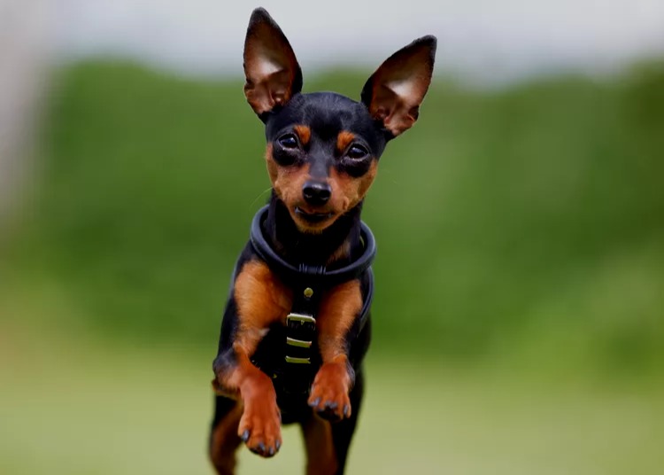 Zwergpinscher