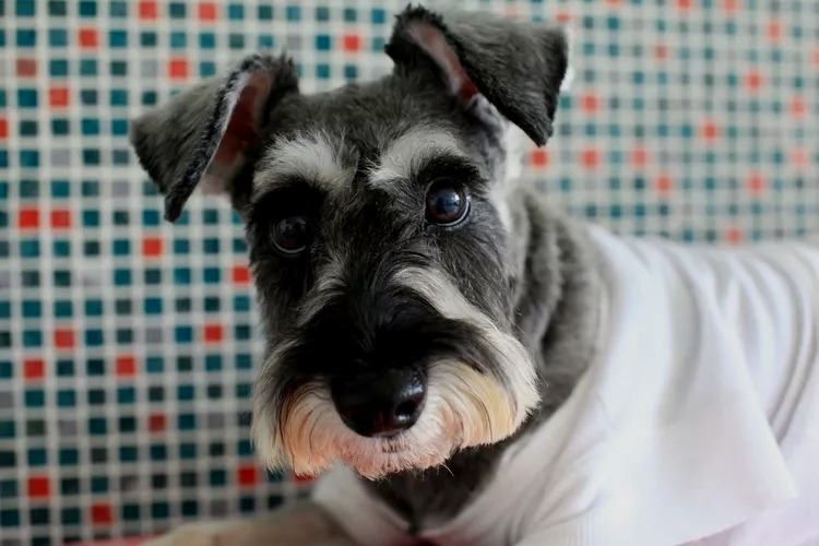 Zwergschnauzer