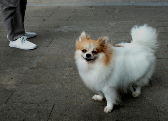 Pomeranian Hund