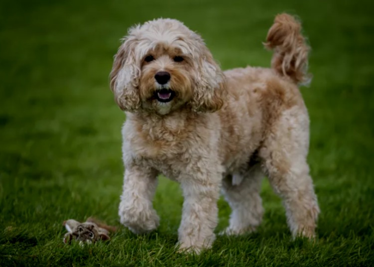 Cavapoo