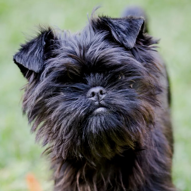 Affenpinscher