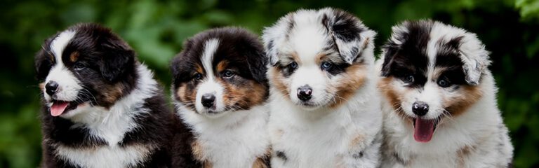 Australian Shepherd Puppies Costs, Food & Training