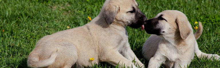 Kangal Puppies