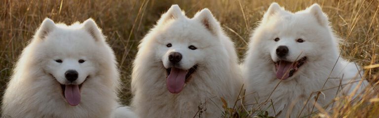 White Dog Breeds The Sow-White Beauties